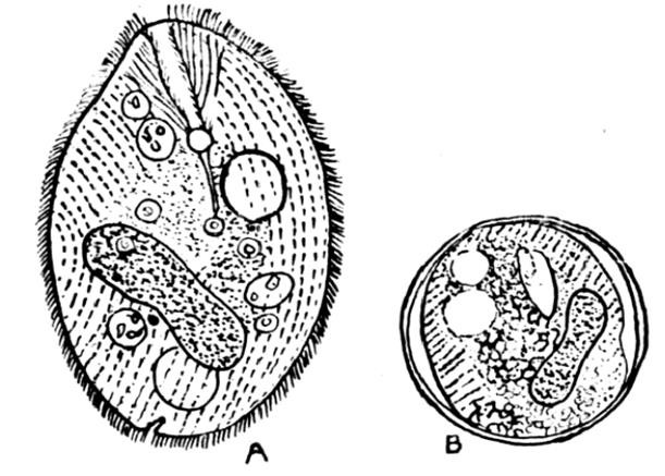 Balantidium hay còn được gọi là trùng lông, thuộc lớp Ciliata